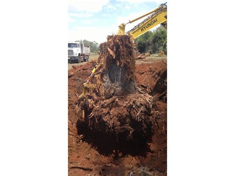 tree stump removal toowoomba|Total Tree Services Toowoomba .